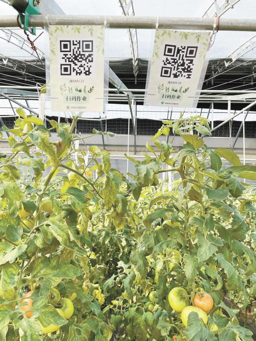 智慧大棚工人通過掃描二維碼，便可查詢當前的作業(yè)情況。《中國新聞》報 魏寒冰 攝