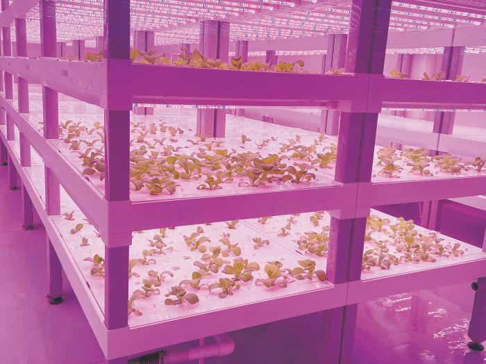 在物美植物工廠里，通過LED燈的照射，蔬菜散發(fā)勃勃生機。受訪者供圖
